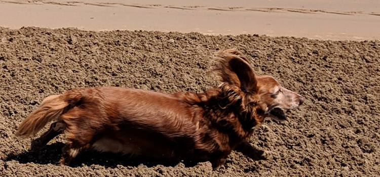 Wiener Dog Races